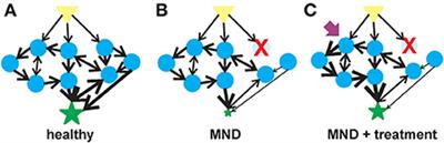 Biological networks and complexity in early-onset motor neuron diseases